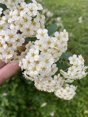 Spiraea cantoniensis