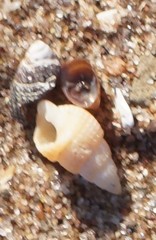 Ilyanassa trivittata