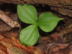 Trillium grandiflorum