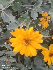 Asteraceae