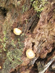Kuehneromyces marginellus