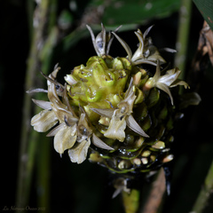 Goeppertia monophylla