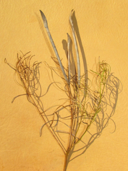 Amsonia ciliata texana