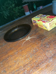 Phoneutria eickstedtae