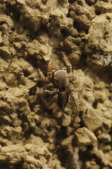 Habronattus altanus