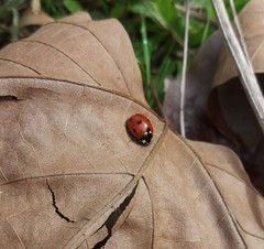 Coccinella septempunctata