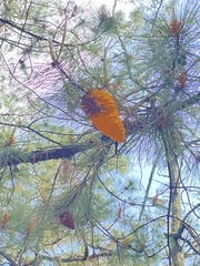 Cronartium conigenum