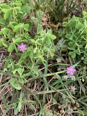 Erodium cicutarium