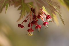 Acer palmatum