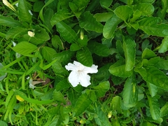 Ruellia metziae