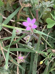 Erodium cicutarium