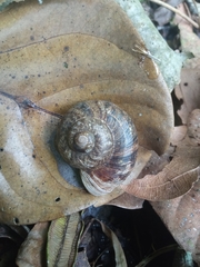 Gastropoda