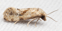 Platphalonidia magdalenae