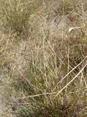 Aristida ternipes gentilis