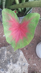 Caladium bicolor