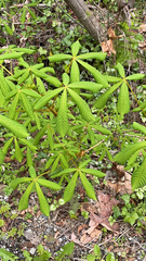 Aesculus hippocastanum