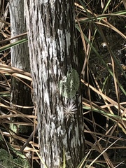 Tillandsia variabilis