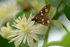 Dysauxes famula