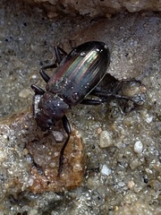 Tarpela micans