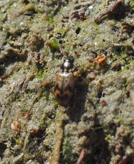 Bembidion semipunctatum