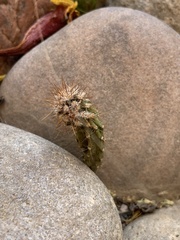 Cereeae