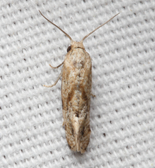 Platphalonidia magdalenae