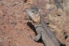 Gallotia stehlini