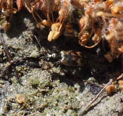 Bembidion semipunctatum