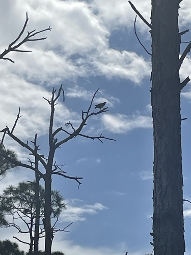 Buteo jamaicensis image