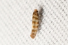 Argyresthia quadristrigella