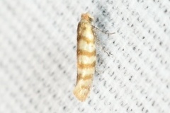 Argyresthia quadristrigella