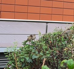Passer domesticus