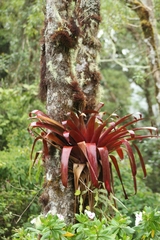 Tillandsia imperialis