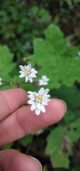 Jungia polita
