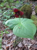 Southern Red Trillium - Photo (c) Jared Gorrell, some rights reserved (CC BY-NC), uploaded by Jared Gorrell