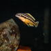 Julidochromis - Photo (c) pyropyga, osa oikeuksista pidätetään (CC BY-NC-ND)