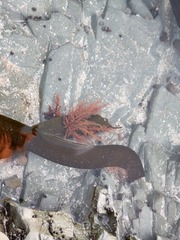 Carpoblepharis flaccida