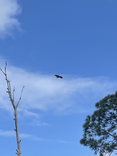 Buteo jamaicensis image