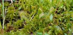 Drosera