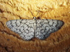Hymenomima camerata