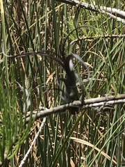 Tillandsia paucifolia