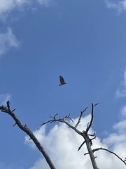 Buteo jamaicensis image