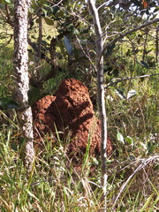 Cornitermes cumulans