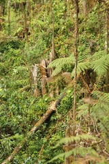 Cyathea cunninghamii