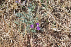 Astragalus missouriensis