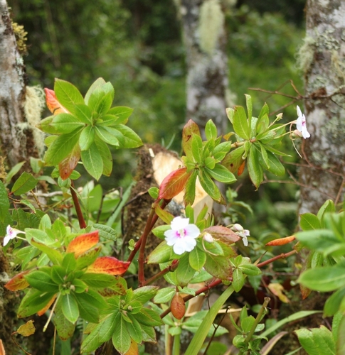 Impatiens sodenii