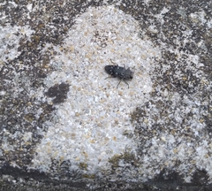 Chrysobothris octocola