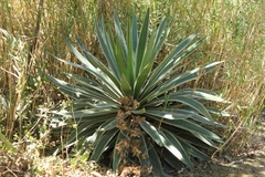 Furcraea parmentieri