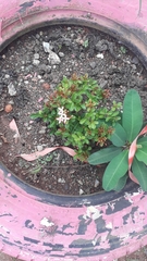 Ixora coccinea