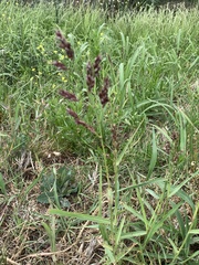 Sorghum halepense